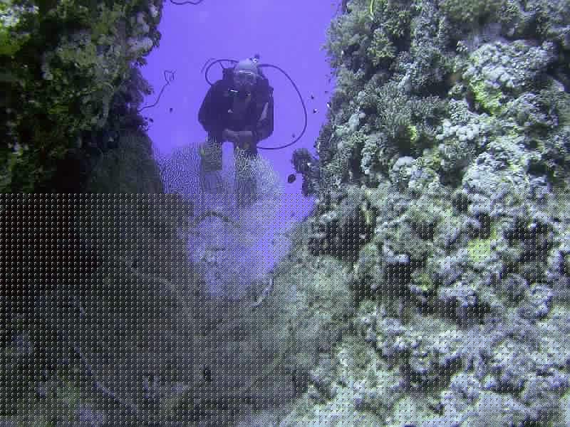 MANGROVE 07  2008 203.jpg